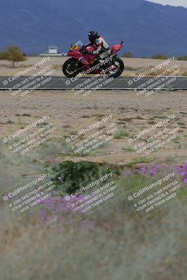 media/Jan-14-2023-SoCal Trackdays (Sat) [[497694156f]]/Turn 14 Exit Bloomig (145pm)/